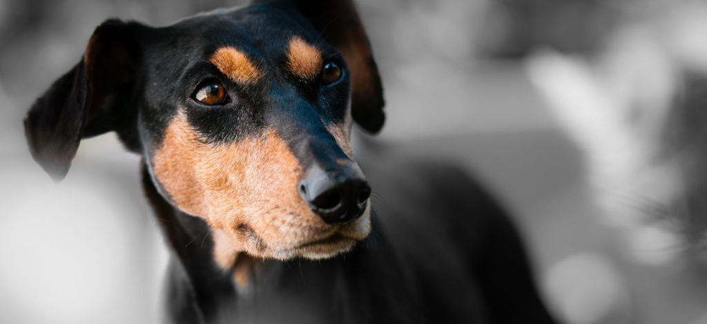 Scegli Chic Dog Vasto per il benessere del tuo animale domestico