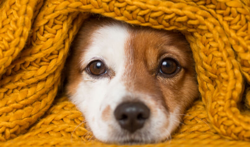Proteggere i nostri amici cani dal freddo