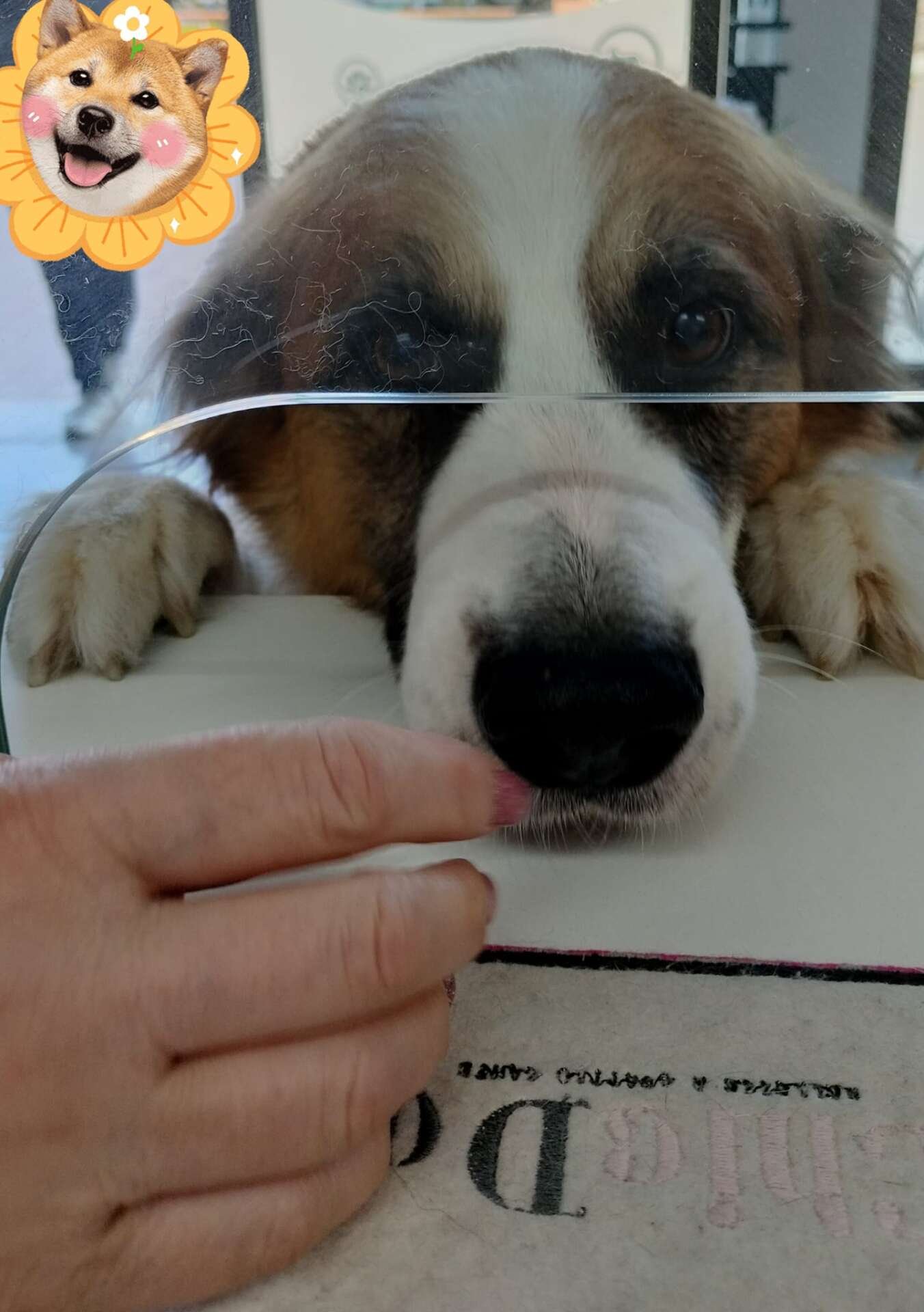 Specialista applica il trattamento antiparassitario per cani a Vasto professionale