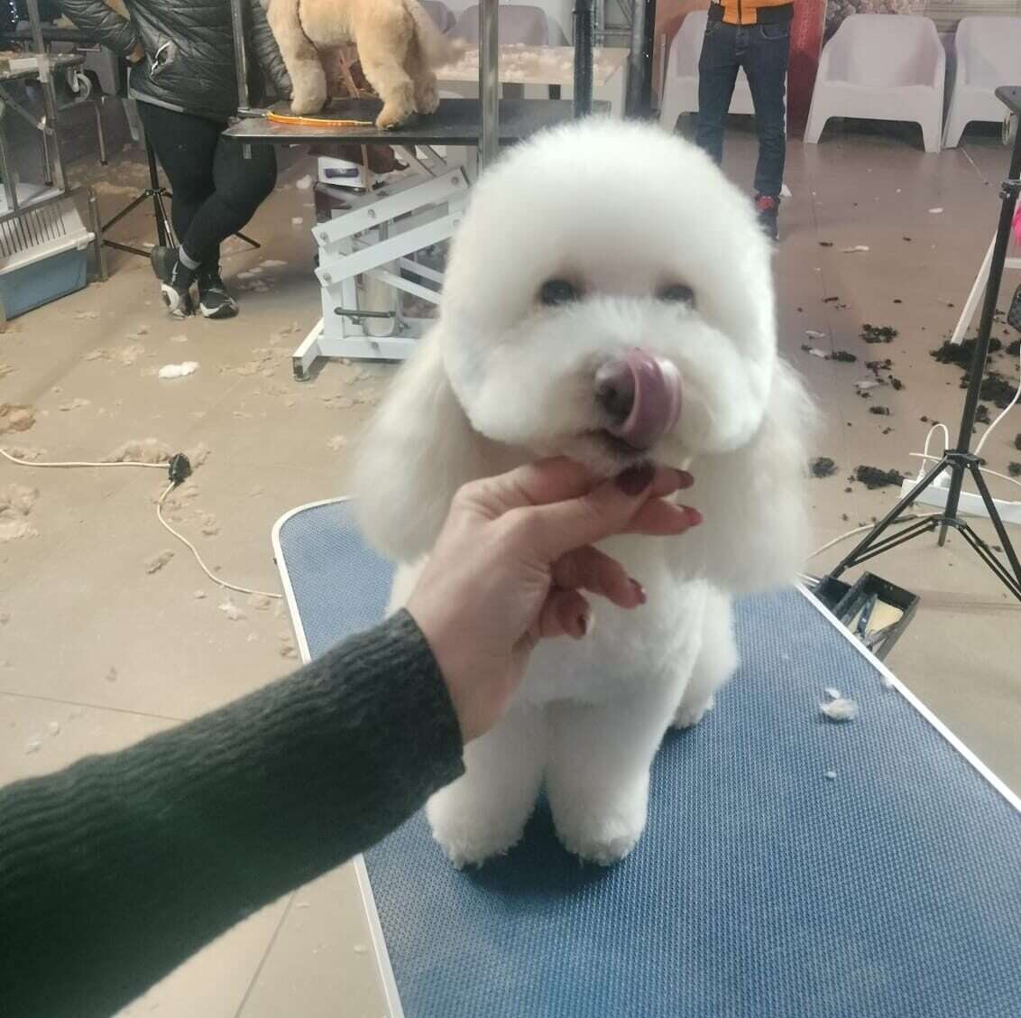 Qualità da ring: preparazione per gare di cani a Vasto Chic Dog