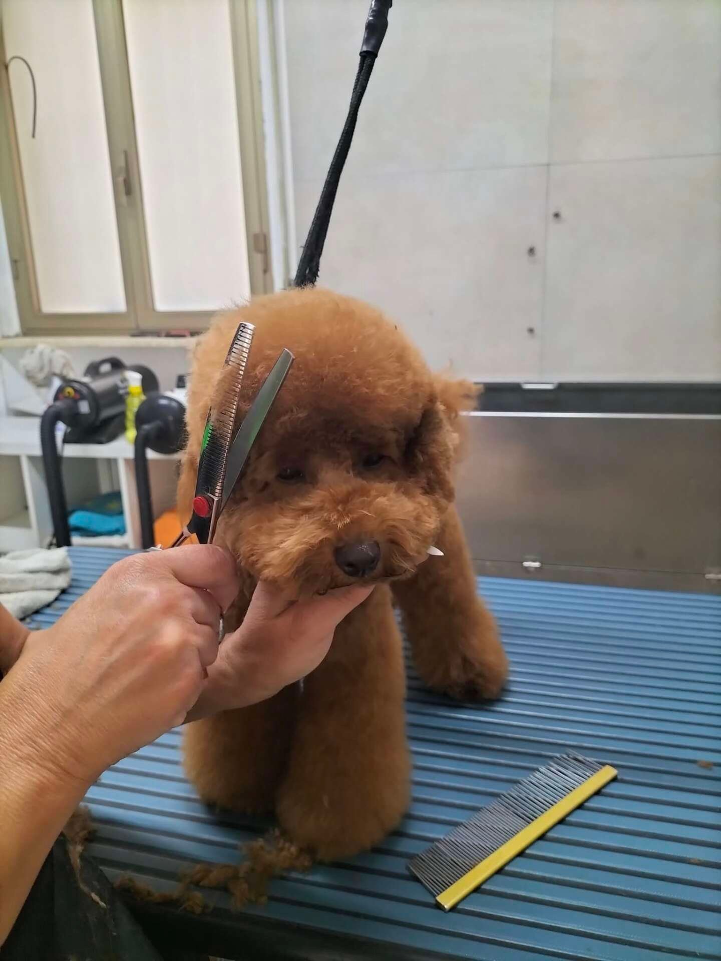 Styling artigianale: taglio a forbici per cani a Vasto