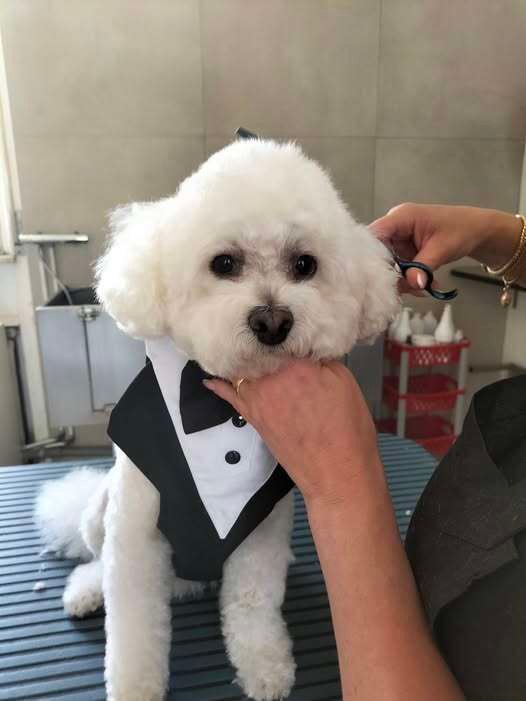 Dettaglio toelettatura a Vasto di qualità