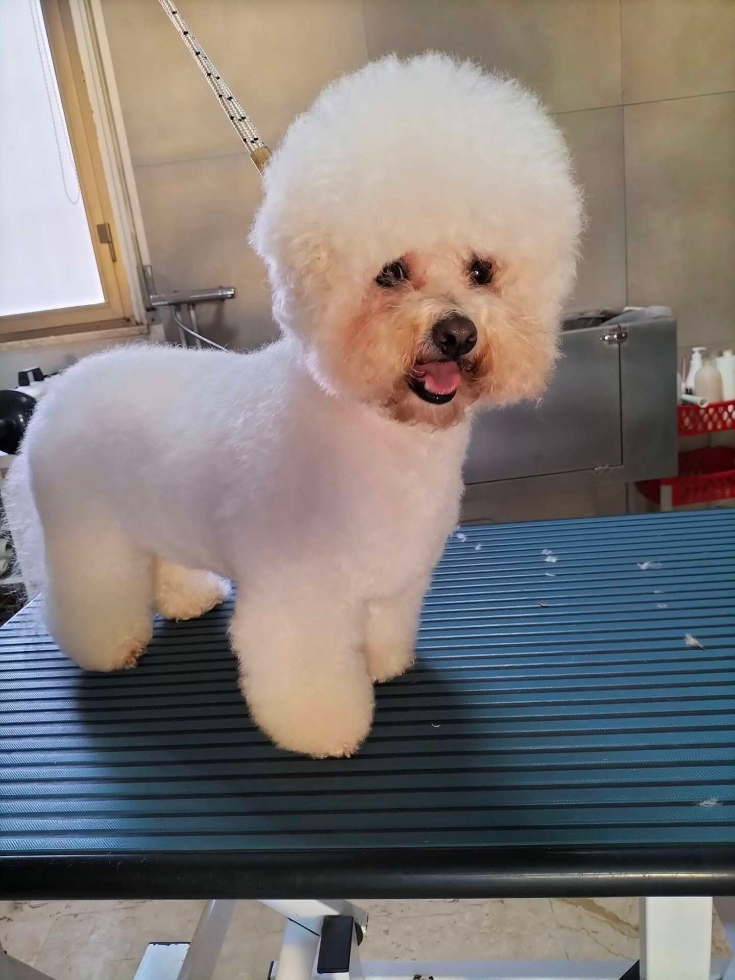 Esempio di tosatura cani a Vasto a macchinetta