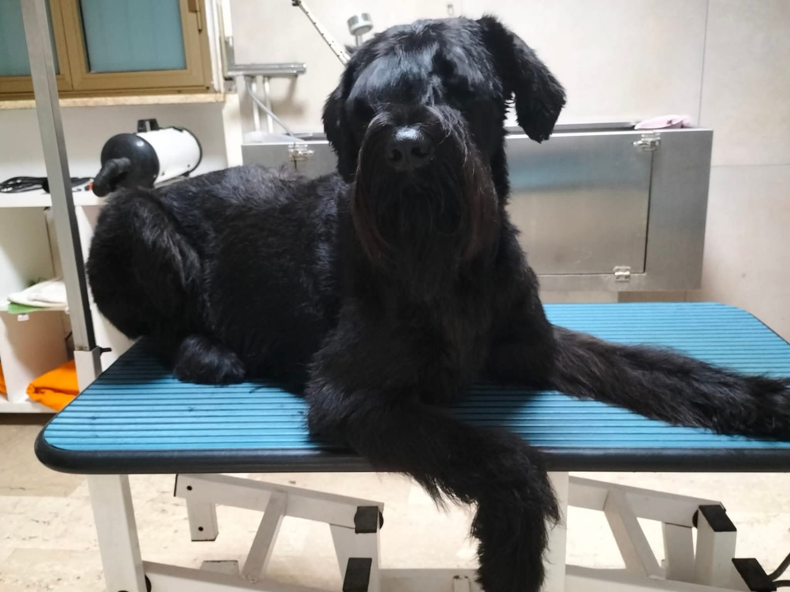 Toelettatura cane Vasto