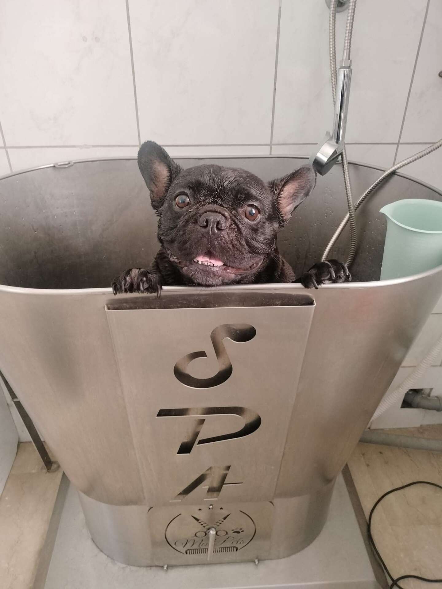 Relax e massaggi SPA per cani Vasto - Chic Dog